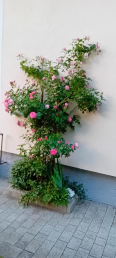 Apartment Auszeit Alpenblick Sommercard Included Hollersbach im Pinzgau Exterior foto